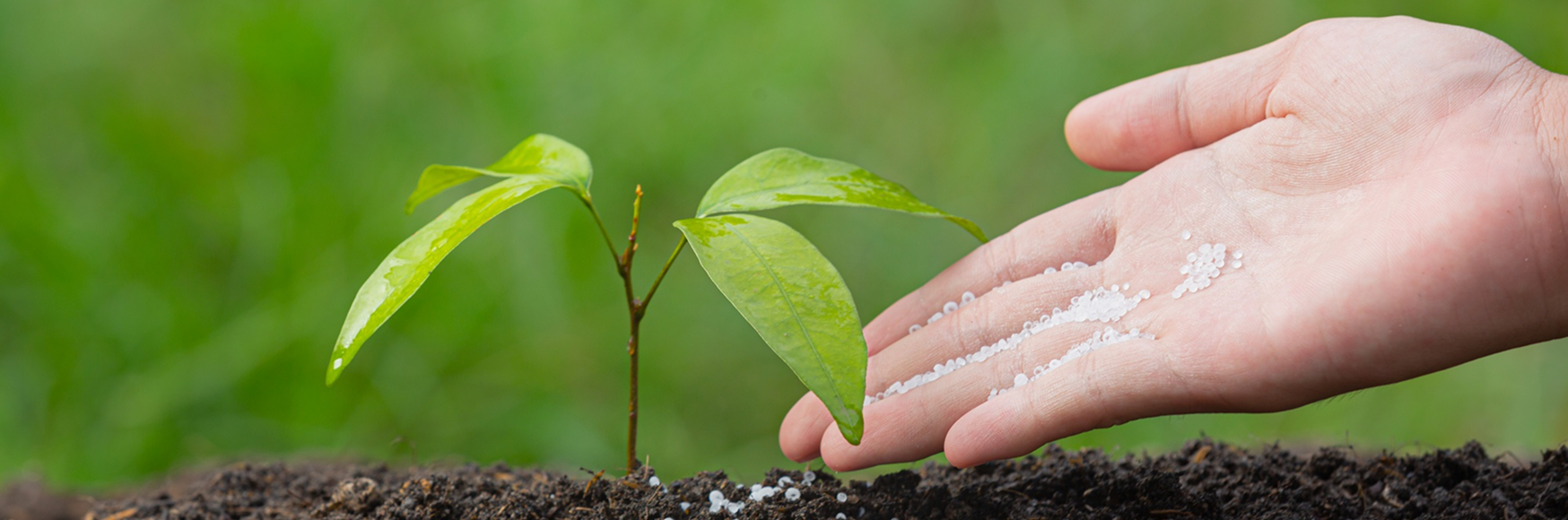 Reforestation: Planting Seeds for an Enduring Future